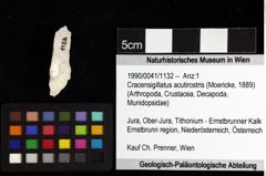 Foto (Objket + Etiketten) von Cracensigillatus acutirostris (Moericke, 1889) 